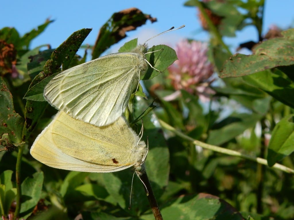 Kars Veling, parende vlinders